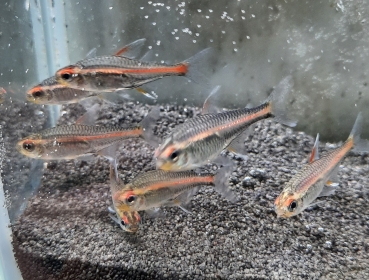 Glühlichtsalmler , Hemigrammus erythrozonus